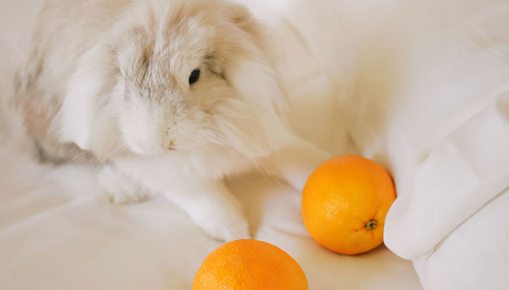 bunny with oranges in a white bed